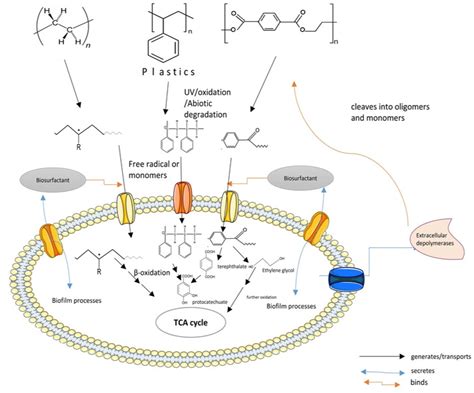 Pdf Microbial Degradation Of Plastics Biofilms And Degradation