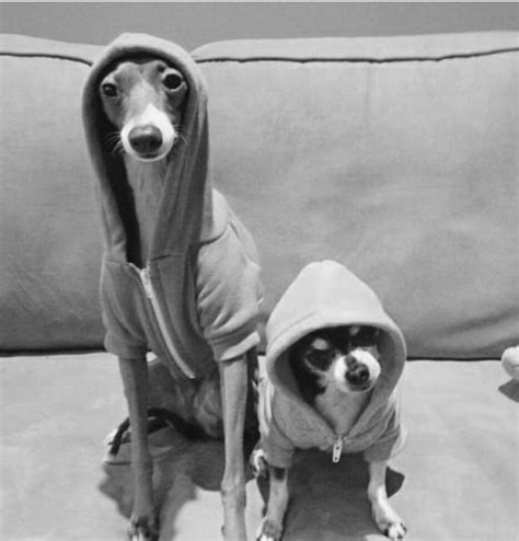 Gangster Dogs Hanging In The Hood Funny Animal Pictures Funny