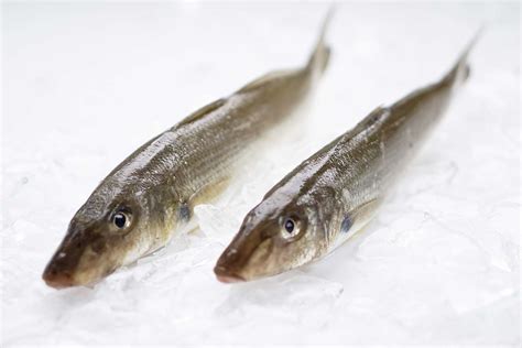 Sand Whiting Large Whole Fish Delivery Manettas Seafood