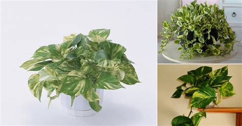 11 Amazing Science-Backed Pothos Plant Benefits