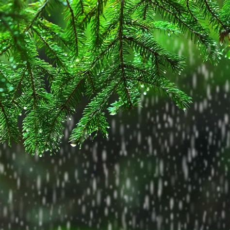 Stream Light Rain In The Woods Relaxing Rainstorm White Noise For