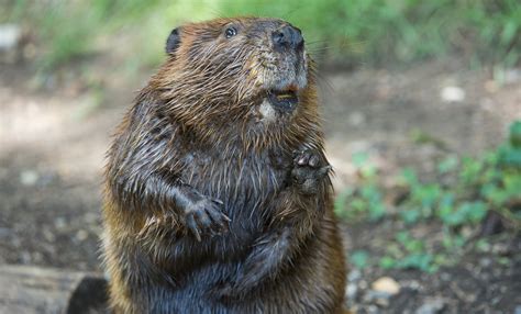 Beaver Smithsonians National Zoo