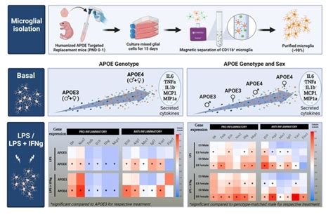 Ijms Free Full Text Sex And Apoe Genotype Alter The Basal And