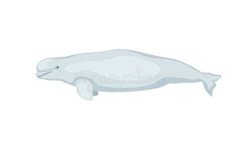 Beluga branca ilustração do vetor Ilustração de baleia 256822904