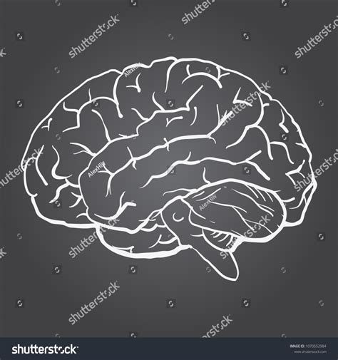 3,824 Brain Side View Isolated Images, Stock Photos & Vectors