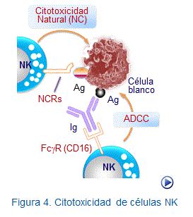 08 c Activación células NK