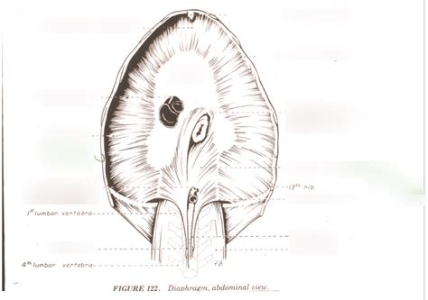 Anatomy Of The Diaphragm Diagram Quizlet