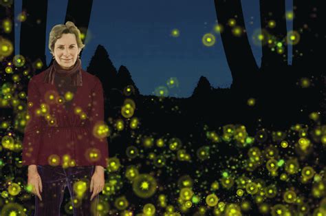 Shedding Light On The Mysteries Of Fireflies School Of Arts And Sciences