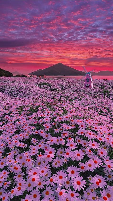 晚霞花海 风景手机动态壁纸 风景手机壁纸下载 元气壁纸