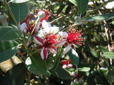 When To Prune Essential Tips For Caring For Feijoa Trees