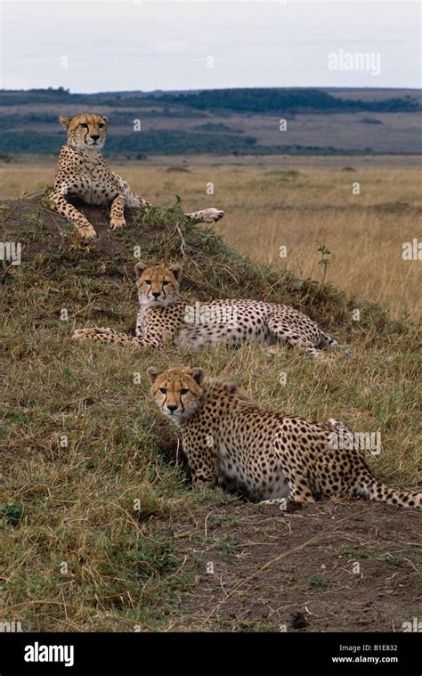 Three Cheetahs Laying In Grass Africa Stock Photo Alamy