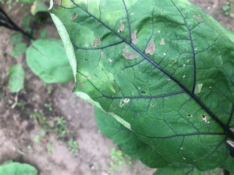 Eggplant Leaf Curl And Discoloration