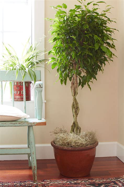 Indoor Plants You Can T Kill So Easily Atap Co