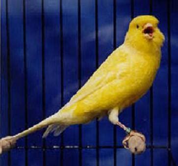 How to Get a Canary to Sing