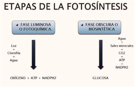 Etapas De La Fotosíntesis La Fotosíntesis