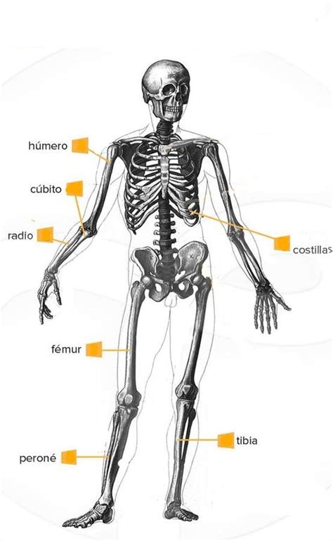 Cu Les Son Los Huesos M S Largos Del Cuerpo Humano Imp Familia Trome