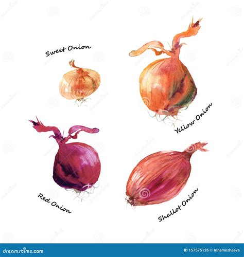 Different Types of Onion. Shallot, Red, Yellow and Sweet Onion Vegetables Watercolor ...