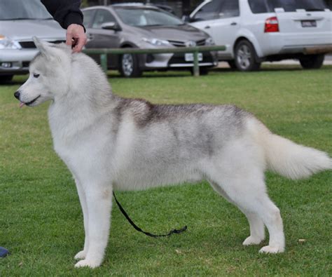 Asryn Kennels Siberian Huskies