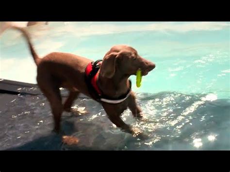 Las mejores piscinas en Madrid para disfrutar con tu perro diversión