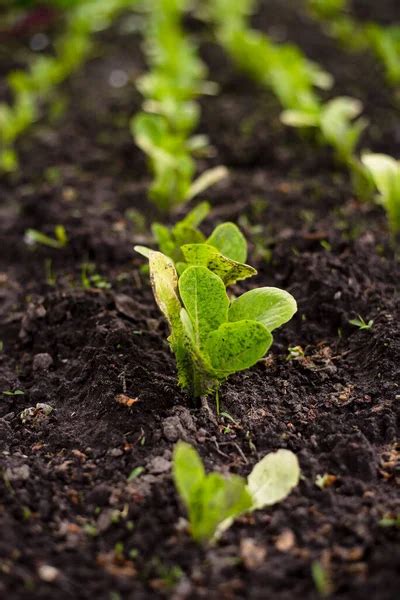 Romain Lettuce Seedlings In The Garden Gardening Stock Image