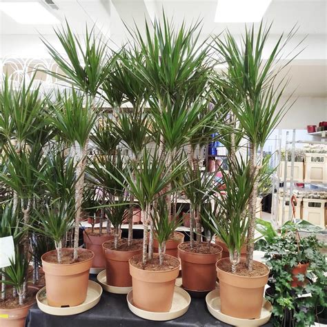 Dracena Obrze Ona Dracaena Marginata Cm Sklep Kwiatydonice Pl