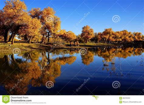 Populus Diversifolia Forest And Lake Stock Photo Image Of Season
