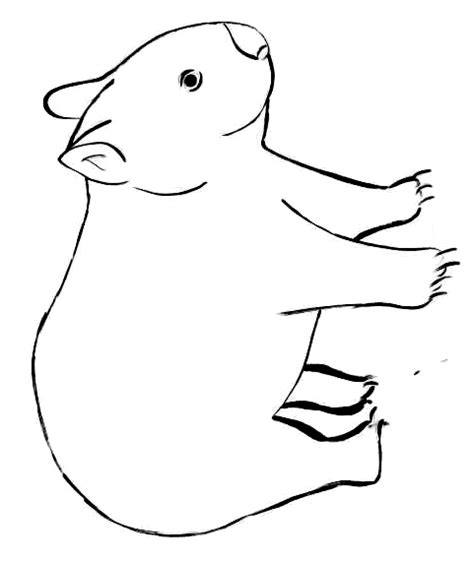 Free Cartoon Wombat, Download Free Cartoon Wombat png images, Free ClipArts on Clipart Library