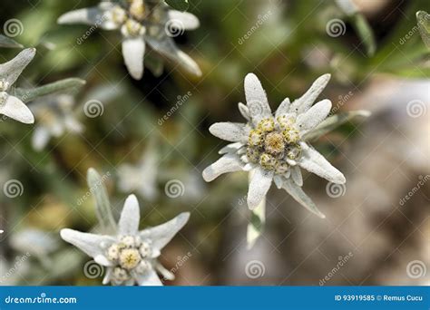 White Beauty Edelweiss Flower In Nature Stock Image Image Of Little