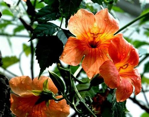 Seeds Campsis Grandiflora Chinese Trumpet Vine Fast Growing