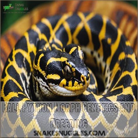 Ball Python Morphs And Colors Top Stunning Varieties Revealed