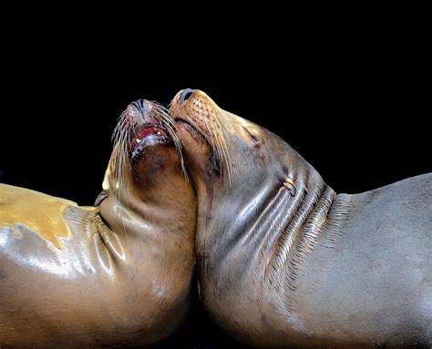 Monterey Bay Sea Lions Sea Lion Walrus Monterey Bay