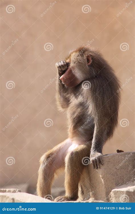 Funny Sitting Hamadryas Baboon Monkey Animal Stock Image Image Of