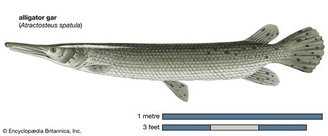 Gar | Fish & Facts | Britannica