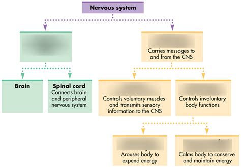 Ap Psych Unit Biological Bases Of Behavior Diagram Quizlet