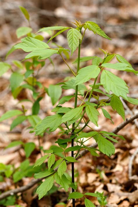 Box Elder Box Elder Maple Ash Leaved Maple Black Maple Weeds Australia