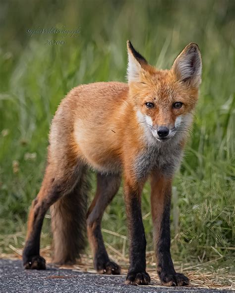 Red Fox Stephen Walsh Flickr