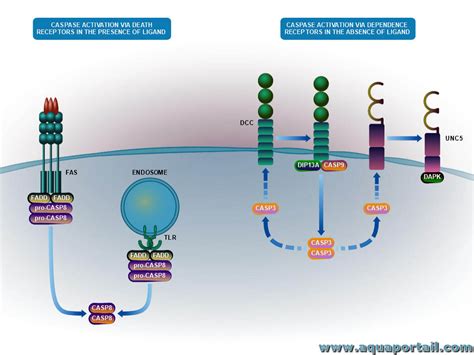 Caspase définition et explications