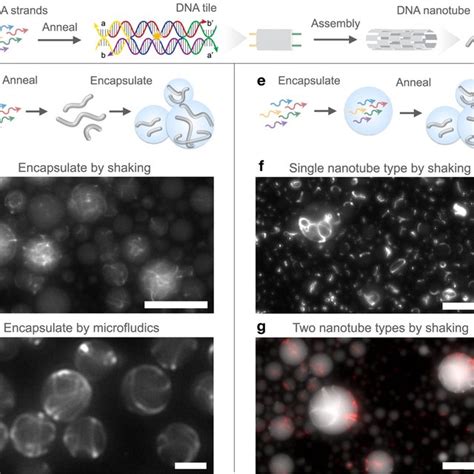 PDF Dynamic Self Assembly Of Compartmentalized DNA Nanotubes