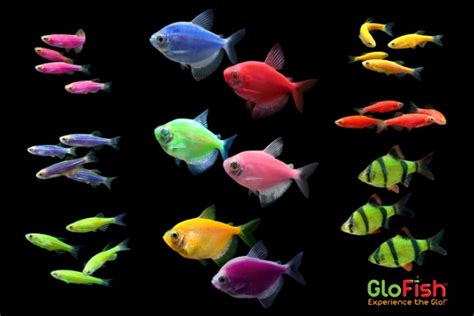 Harga Ikan Glofish Terlengkap Hari Ini Oktober Infoinz