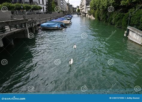 Swans In A Row On A River In Zurich Stock Photo Image Of Dive