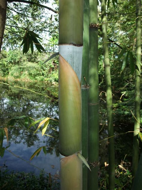 Dendrocalamus Latiflorus Taiwan Giant Bamboo