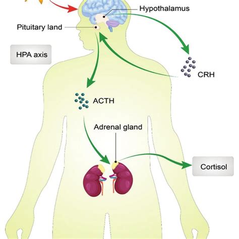 Hypothalamus Pituitary Adrenal Axis Hpa Axis Dysfunction Is One Of Download Scientific