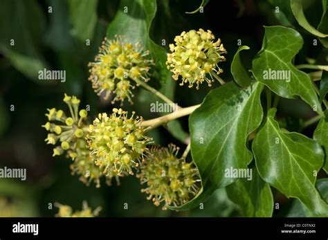 Efeu Pflanzen Fotos Und Bildmaterial In Hoher Aufl Sung Alamy