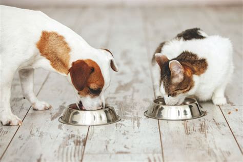 Conhe A Os Benef Cios Dos Alimentos Midos Para C Es E Gatos Portal