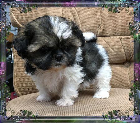 Tiny Chinese Imperial Shih Tzu Male Puppies For Sale Available Pups