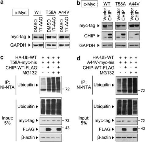 Chip Mediated C Myc Turnover Is Independent Of T A And A V Mutations