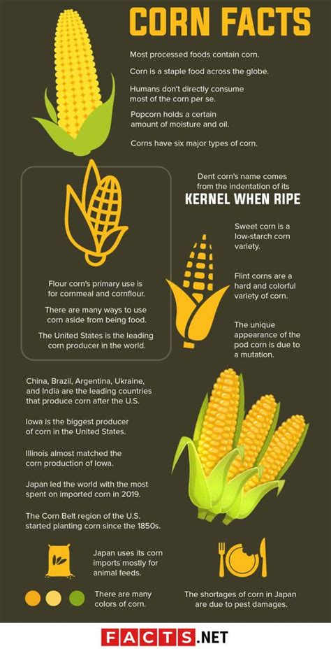 Corn Facts That Are Not So Corny Afterall Facts Net