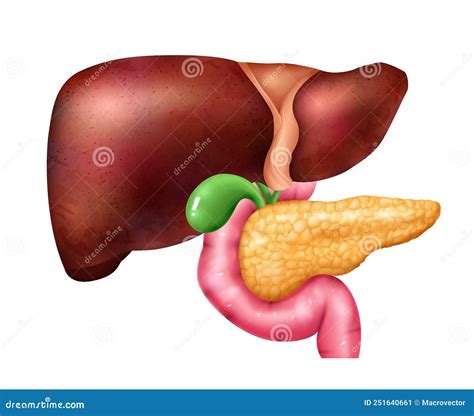 Liver Pancreas Diagram