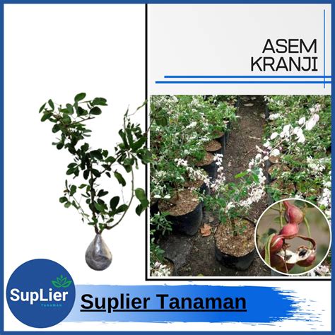 Jual Bibit Tanaman Asam Kranji Black Tamarind Indonesia Shopee