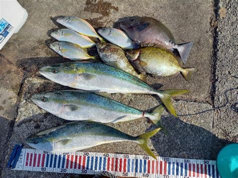 えり丸ブリリベンジ 和歌山県 紀伊大島 その他餌釣り ニザダイ 陸っぱり 釣り・魚釣り 釣果情報サイト カンパリ